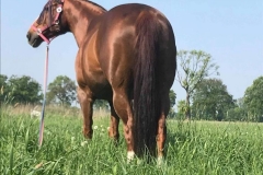 Pferde3